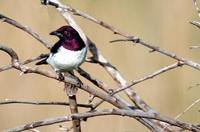 Violet-backed Starling - Cinnyricinclus leucogaster