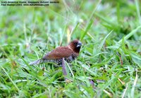 Nutmeg Mannikin - Lonchura punctulata