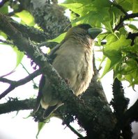 Hooded Grosbeak - Coccothraustes abeillei