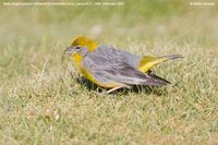 Bright-rumped Yellow-Finch - Sicalis uropygialis