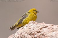 Greater Yellow-Finch - Sicalis auriventris