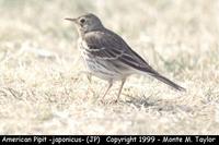 American Pipit -japonicus race- (Tokyo, Japan)