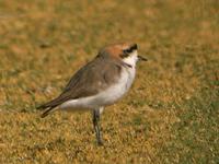 Puna Plover (Nick Athanas)