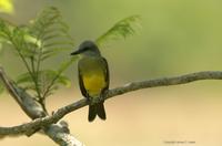 *NEW* Tropical Kingbird