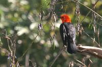 Scarlet-headed  blackbird   -   Amblyramphus  holosericeus
