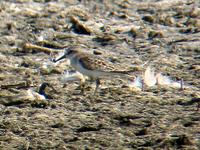 Semipalmated Sandpiper. Photo by Greg Gillson