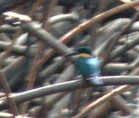 American Pygmy Kingfisher