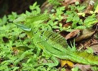 Emerald Basilisk