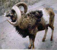 Mouflon