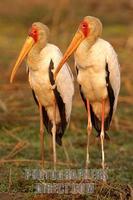 yellow billed storks stock photo
