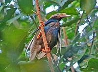 ...rming rate and many of the species, such as this Wallace's Standardwing, are severely threatened...