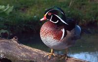 A Carolina duck, with a dark green head and startling bright red eyes, standing on a log.