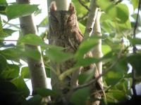 Oriental Scops-Owl Otus sunia 1-2 in The Magic Wood showed very well.