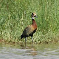 White-faced Whistling-Duck p.38