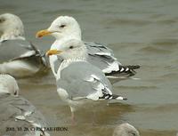 재갈매기 Vega Gull Larus vegae