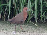 Ruddy-Breasted Crake