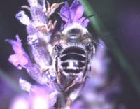 Anthophora bimaculata