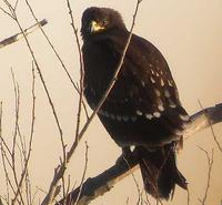 Aigle criard             immature (Aquila clanga)