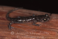 : Aneides lugubris; Arboreal Salamander