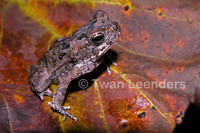 : Bufo quercicus; Oak Toad