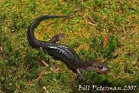 : Desmognathus carolinensis; Carolina Dusky Salamander