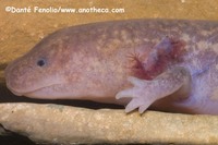 : Gyrinophilus subterraneus; West Virginia Spring Salamander