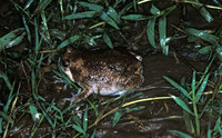 : Kaloula baleata; Smooth-fingered Narrow-mouthed Frog