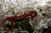: Lyciasalamandra luschani fazilae; Lycian Salamander