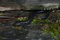 : Plethodon elongatus; del Norte Salamander