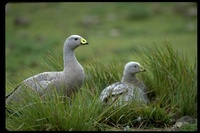 : Cereopsis novaehollandiae; Cape Barren Goose