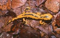 : Salamandra salamandra fastuosa; Yellow Fire Salamander