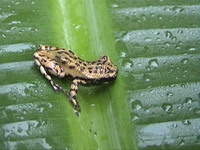 : Scinax x-signatus