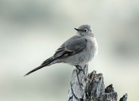 : Myadestes townsendi; Townsend's Solitaire