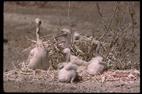 : Pelecanus occidentalis; Brown Pelican
