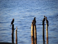 : Phalacrocorax brasilianus; Bigu