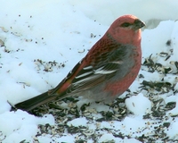 : Pinicola enucleator; Pine Grosbeak