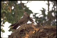 : Scopus umbretta; Hammerkop