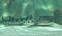 : Triakis semifasciata; Leopard Shark