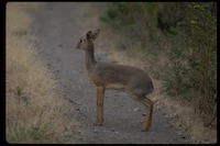 : Madoqua sp.; Dik-dik