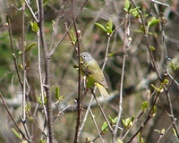 : Vermivora ruficapilla; Nashville Warbler