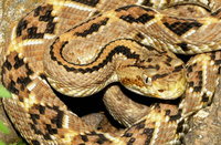 : Crotalus simus culminatus; Northwest Neotropical Rattlesnake