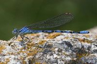 : Argia vivida; Vivid Dancer