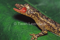 : Hemidactylus longicephalus