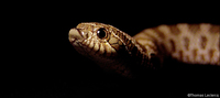 : Heterodon nasicus nasicus; Western Hognose Snake