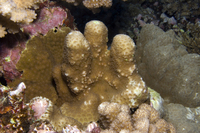 : Favia stelligera