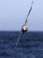 Northern Fulmar. 30 September 2006. Photo by Angus Wilson