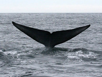 Blue Whale flukes. 14 October 2006. Photo by Troy Guy