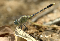 Diplacodes trivialis  Chalky Percher photo