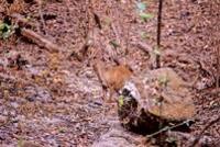 Barking deer