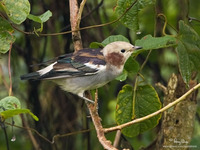 Chestnut-cheeked Starling (Male) Scientific name - Sturnus philippensis